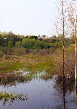 Le marais Lon-Provancher - Photo : Michel Lepage  La Socit Provancher dhistoire naturelle du Canada