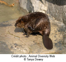 Castor, Crdit photo : Animal Diversity Web  Tanya Dewey