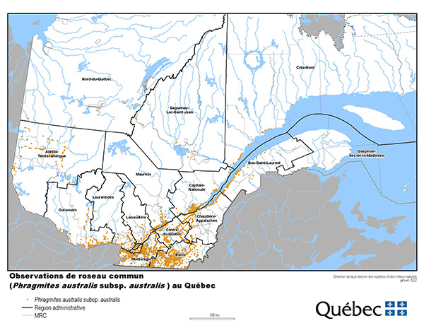 Répartition du roseau commun au Québec