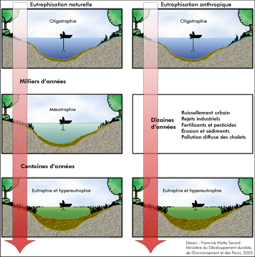 Le processus d’eutrophisation des lacs
